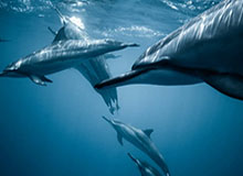 以下是为您生成的30个意甲新闻标题：